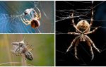 Como a aranha tece uma teia
