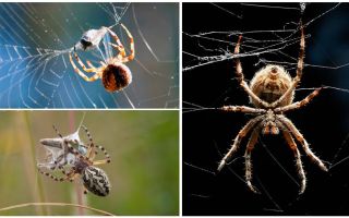 Como a aranha tece uma teia