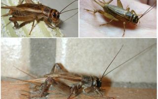 Descrição e fotos de grilos