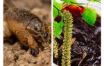 Tar de bétula contra o urso