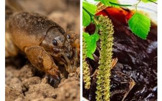 Tar de bétula contra o urso