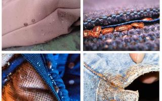 Os insetos vivem em roupas