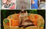 Pode pulgas de um gato ir para os seres humanos