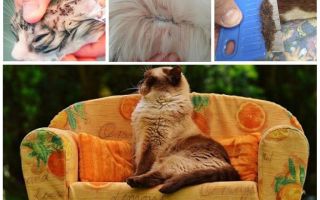 Pode pulgas de um gato ir para os seres humanos