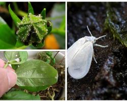 Como se livrar da mosca branca em flores internas
