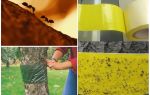 Como lidar com as formigas nas árvores do jardim