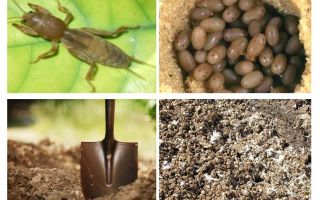 O que e como trazer Medvedka para fora do jardim