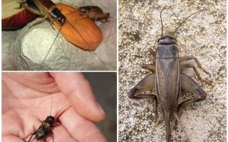O que os grilos fazem e como eles cantam
