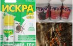 Como lidar com formigas e pulgões em macieiras