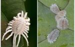 Cómo deshacerse de la cochinilla en plantas de interior