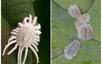 Como se livrar de cochonilha em plantas de interior