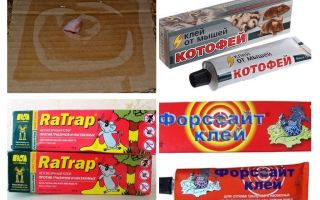 Cola para ratos e camundongos