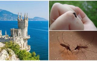 Existem mosquitos na Crimeia