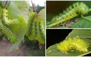 Descrição e fotos de lagartas venenosas perigosas