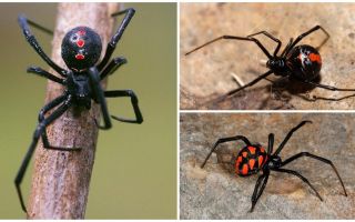 Variedades de fotos de aranhas com nomes e descrições