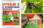 Semut 10g dari semut: arahan penggunaan dan ulasan