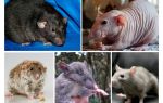 Espécie de rato