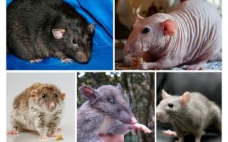 Espécie de rato