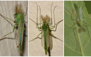 Mosquitos Green Bell (Mosquitos Dergun)