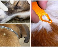 Tick ​​mordida em um cão - sintomas, efeitos e tratamento em casa