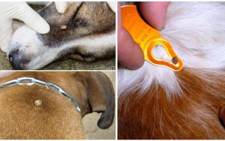 Tick ​​mordida em um cão - sintomas, efeitos e tratamento em casa