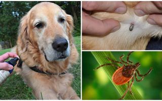 Sprays para cães contra carrapatos e pulgas