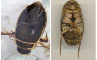 Forelord bersempadan dengan habitat dan bentuk badan