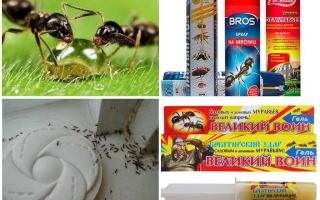 Como destruir formigas e formigueiro