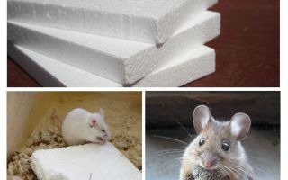 Os ratos roem espuma