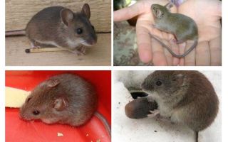 Ratos da casa
