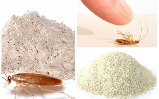 Barata em pó: tipos e como usá-los