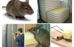 Os ratos roem os abutres