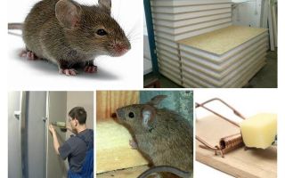 Os ratos roem os abutres