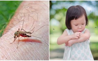 Quantos dias a picada do mosquito vai?