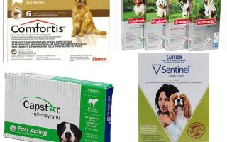Como se livrar das pulgas em cães, o meio mais eficaz de pulgas
