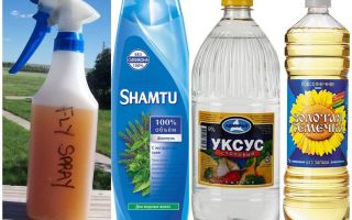 Faça-você-mesmo shampoo repelente de mosquitos + vinagre