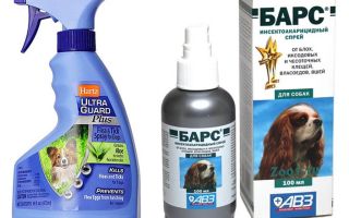 O melhor spray de pulgas para cães