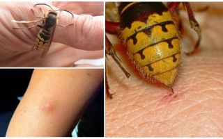 O que fazer se for mordido por um hornet
