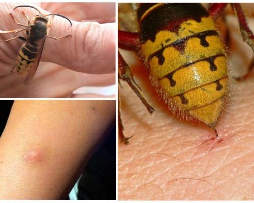 O que fazer se for mordido por um hornet