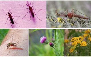 O que os machos e as fêmeas dos mosquitos comem