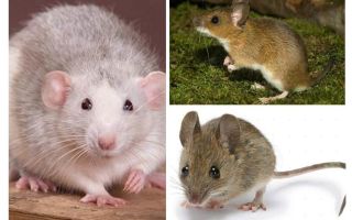 Estrutura do mouse