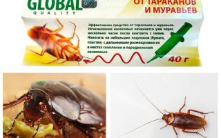 Remédio para baratas Global (Global)