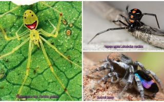 As mais belas aranhas do mundo