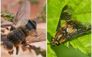 A diferença entre gadfly e cego