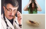Conselho do doutor Komarovsky em pediculose