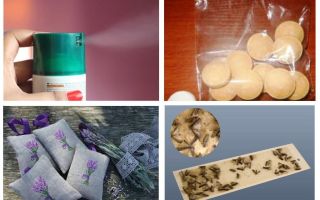Os melhores remédios para traças