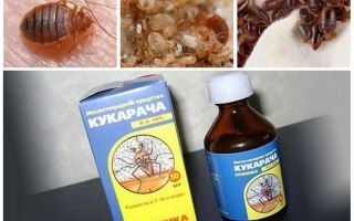 Remédio Cucaracha para percevejos