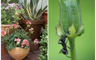 Como remover formigas de um vaso de flores