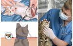 Como se livrar das pulgas em um gato ou gato em casa