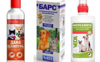 O shampoo de pulgas mais popular e eficaz para cães